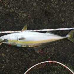 ハマチとメジロ